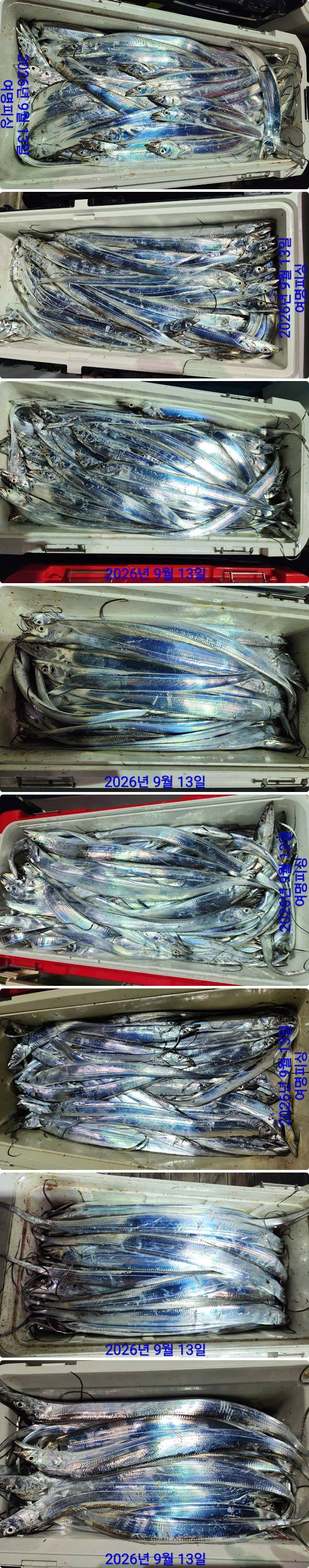 13일갈치하.jpg