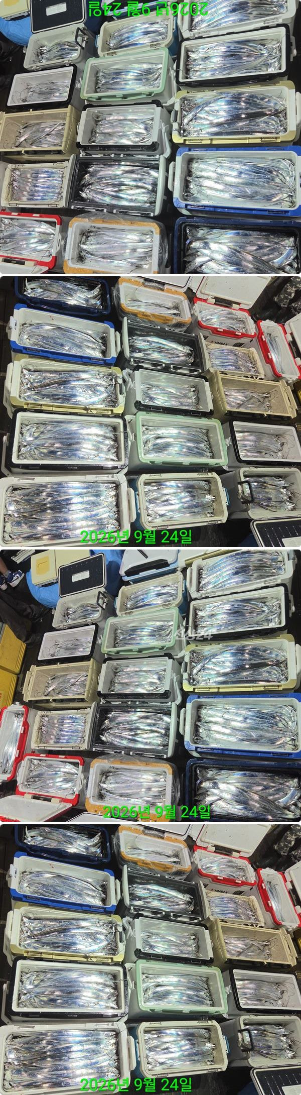 24일갈치하2.jpg