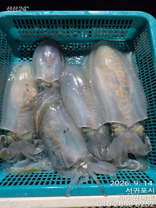 제주왔어호_사진_20260914_5.jpg
