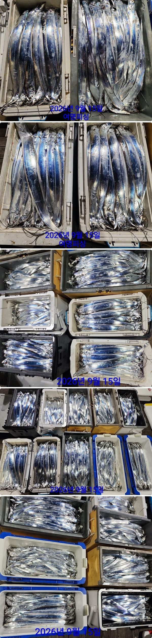 15일갈치하2.jpg