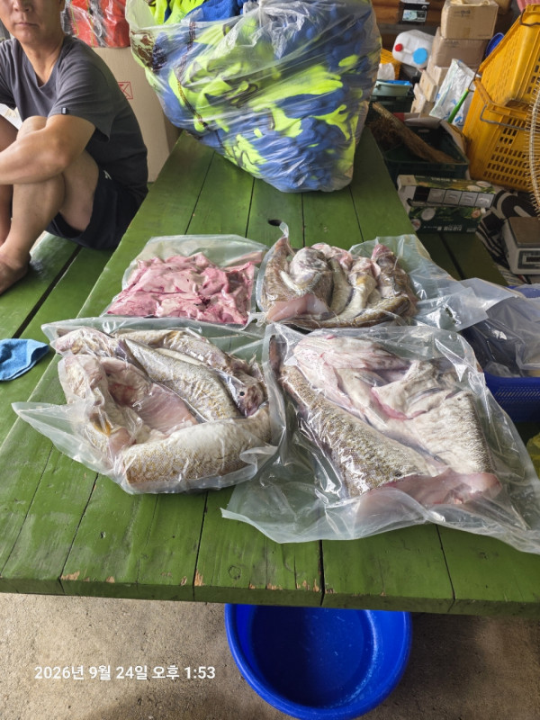 공현진낚시마트(돌핀호)_사진_20260924_18.jpg