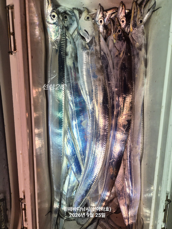 신아라호 한치 칼치 오징어_사진_20260925_12.jpg