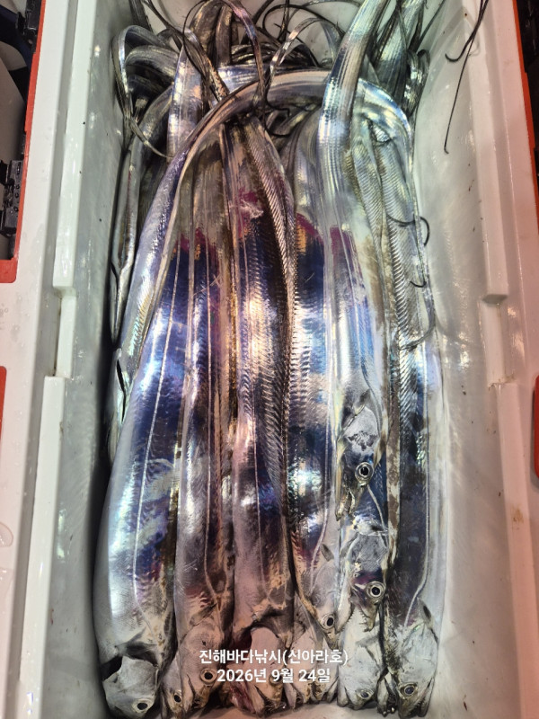 신아라호 한치 칼치 오징어_사진_20260924_6.jpg