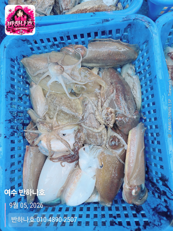 2026-09-05 16.57.48__(제목-여수 반하나호)_(반하나호-010-4890-2507).jpg