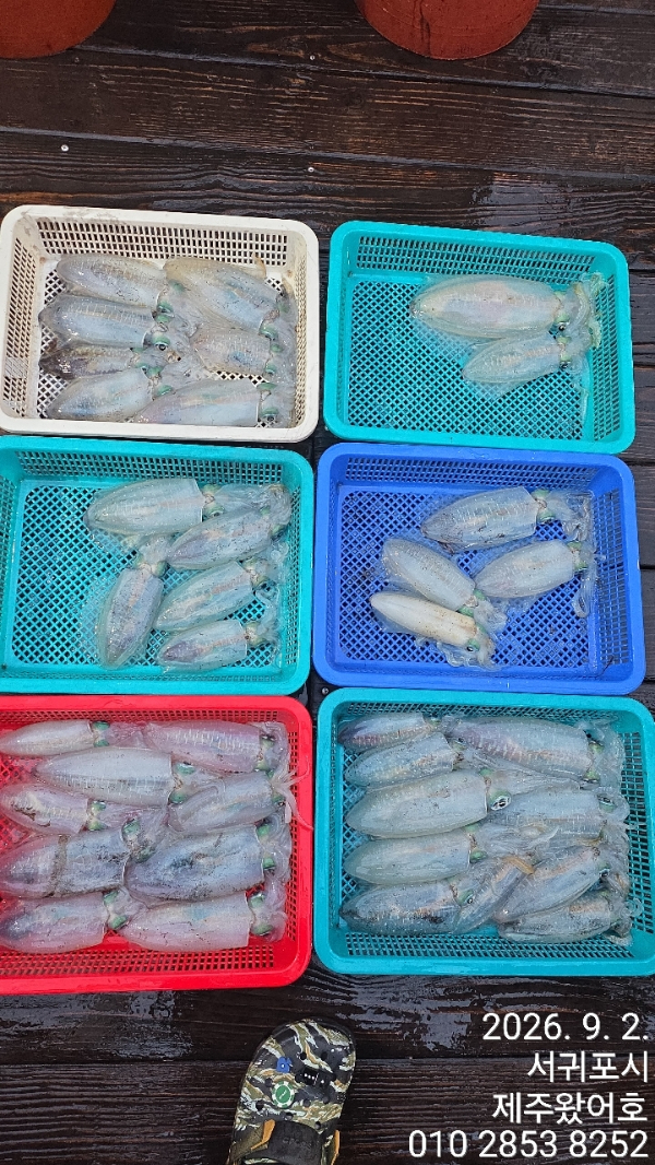 제주왔어호_사진_20260902_2.jpg