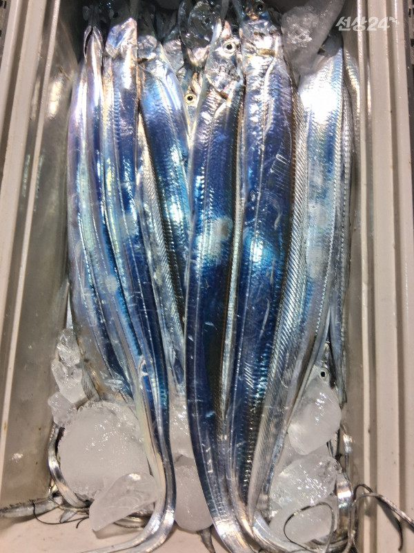 1004피싱_사진_20260920_4.jpeg