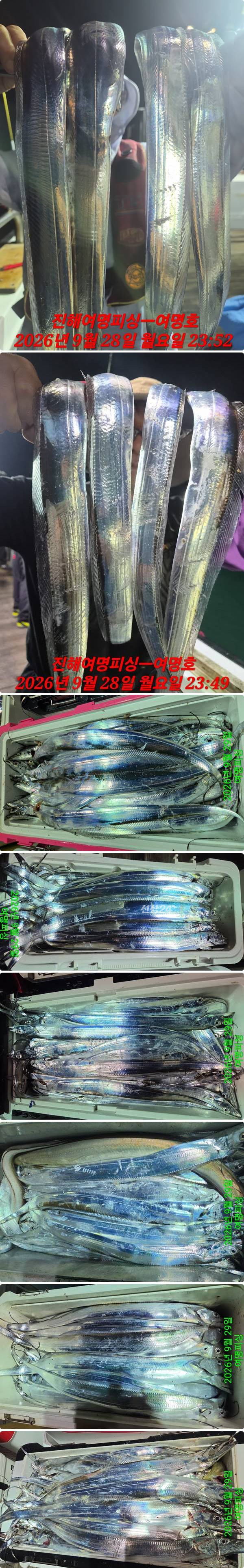 29일갈치하.jpg