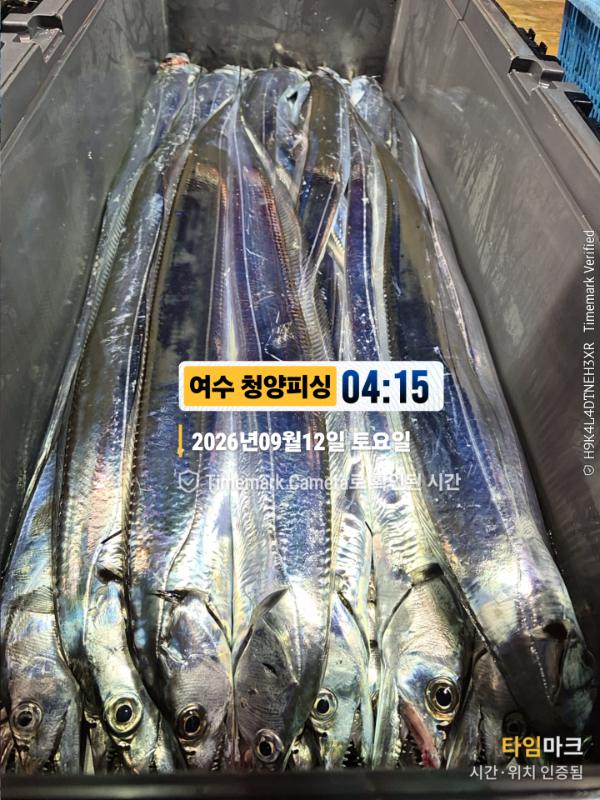 2026-09-12 04.15.02__(제목-여수 청양피싱).jpg