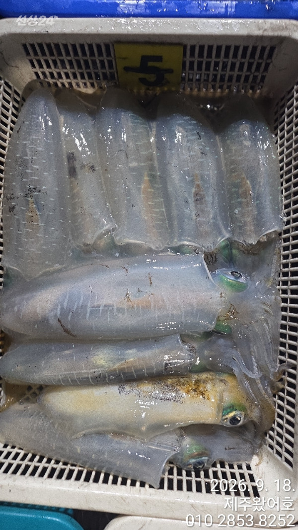 제주왔어호_사진_20260918_4.jpg