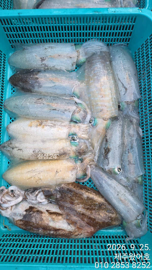 제주왔어호_사진_20260926_5.jpg