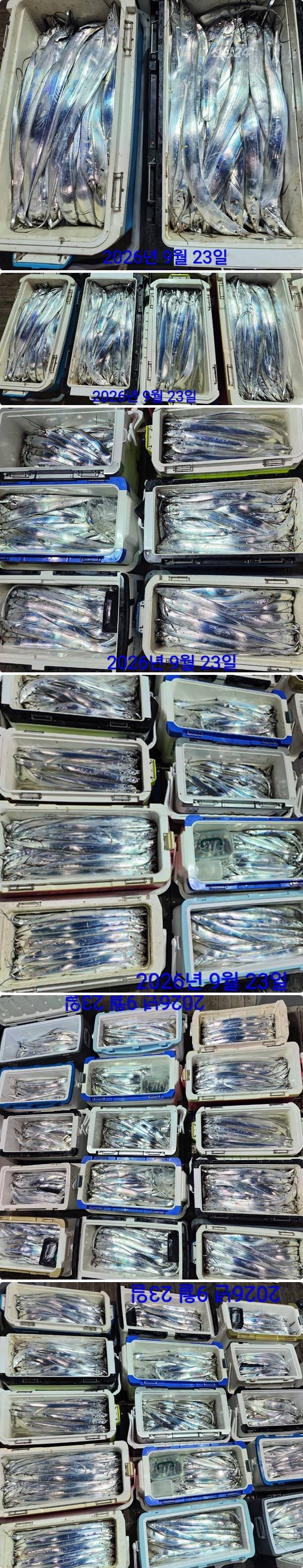 23일갈치하1.jpg
