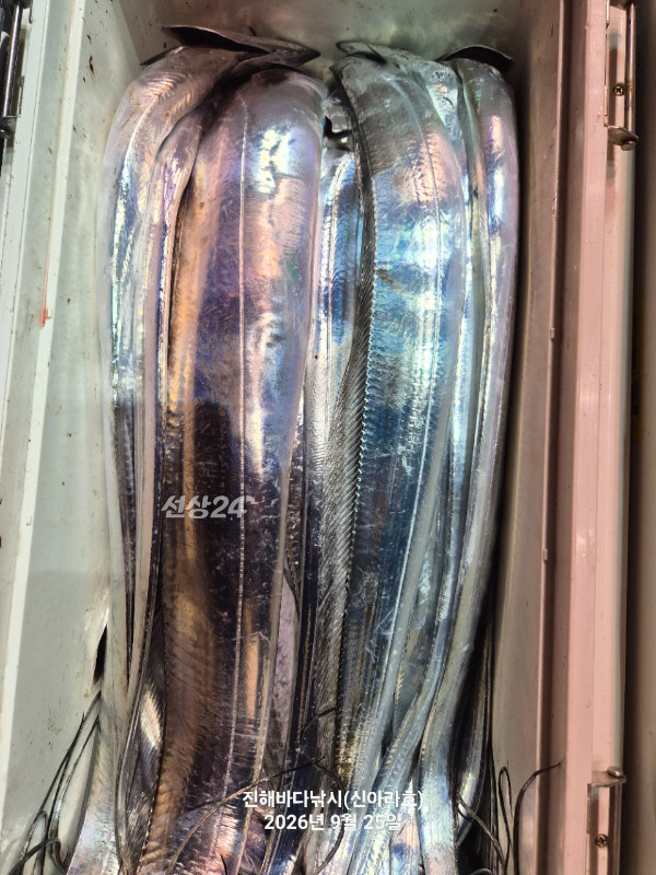 신아라호 한치 칼치 오징어_사진_20260925_15.jpg