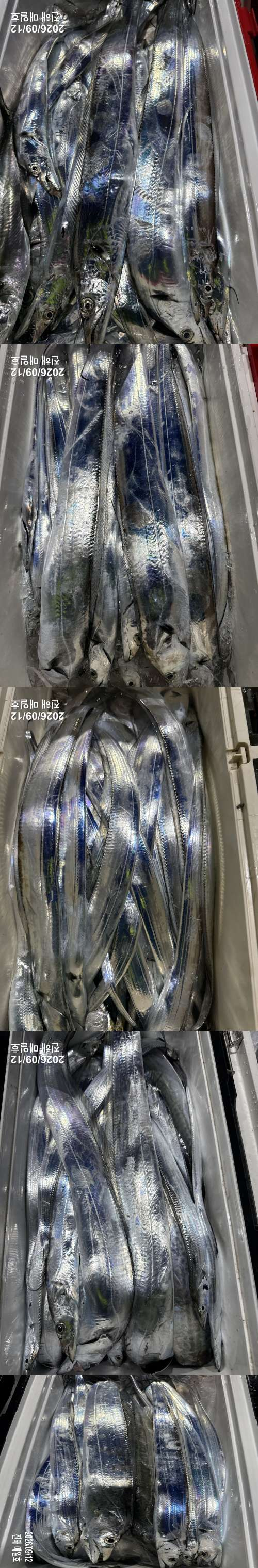 갈치2.jpg