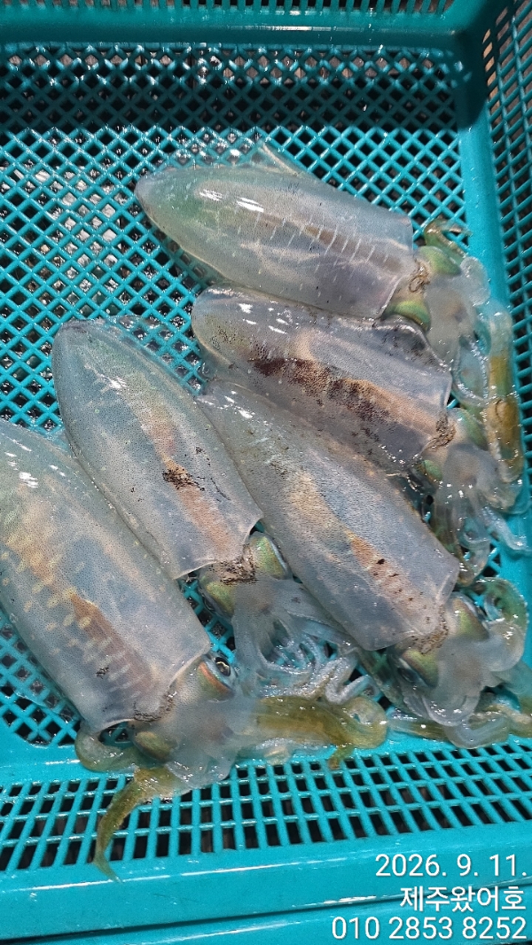 제주왔어호_사진_20260912_8.jpg