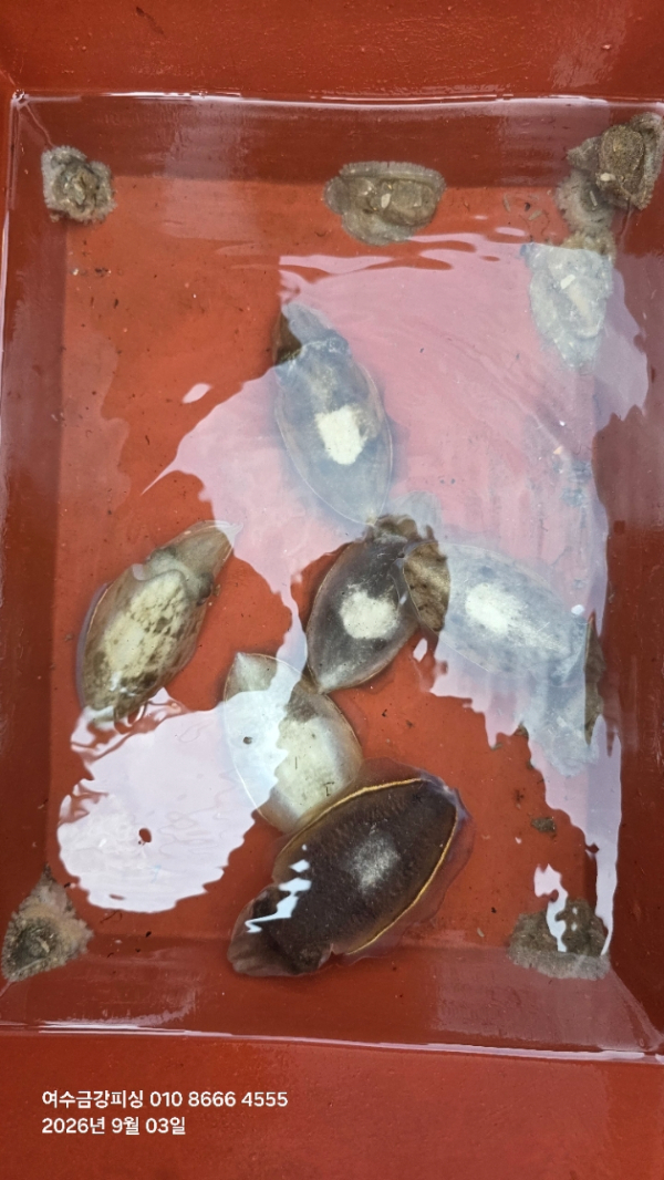 여수금강피싱_사진_20260904_16.jpg