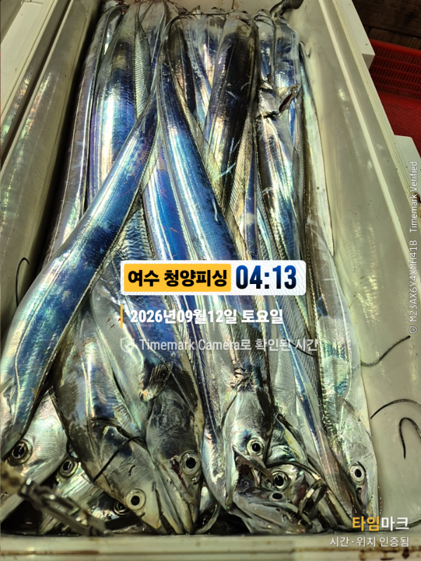 2026-09-12 04.13.46__(제목-여수 청양피싱).jpg