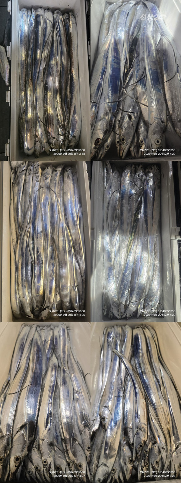 67203.jpg