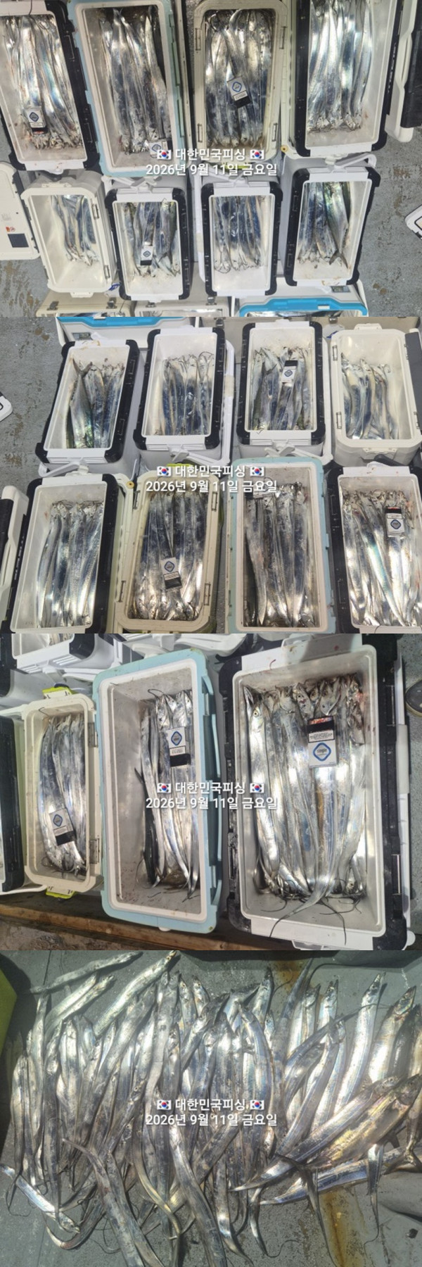 갈치3.jpg
