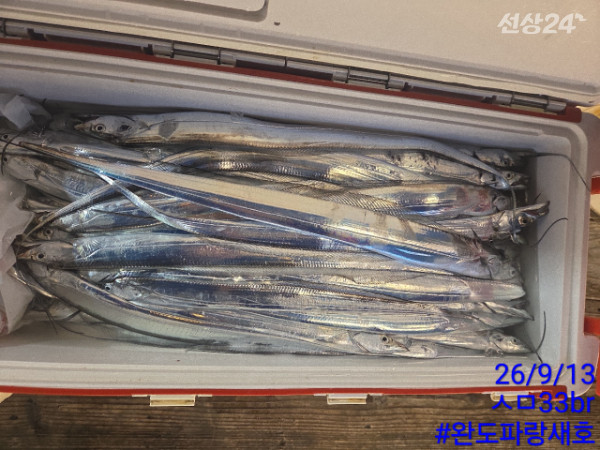 완도파랑새호(블루버드)_사진_20260913_18.jpg