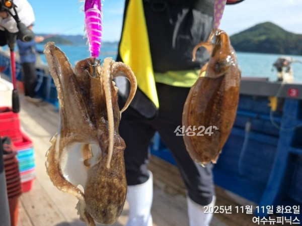 갑오징어.jpg