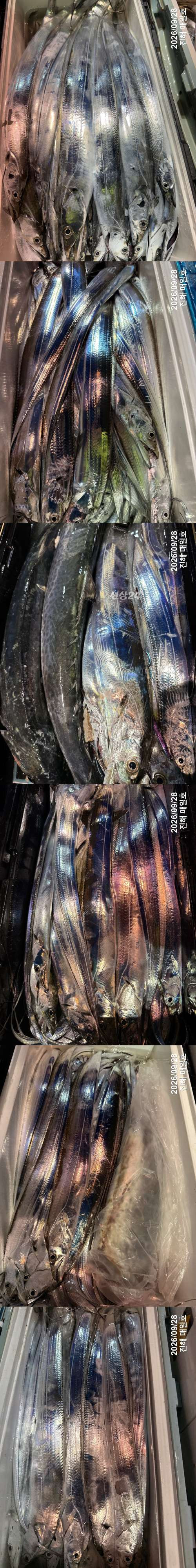 갈치3.jpg