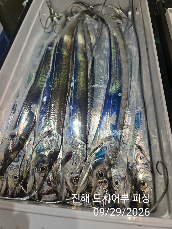 KakaoTalk_20260929_052220398_17.jpg