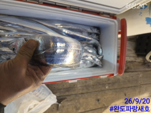 완도파랑새호(블루버드)_사진_20260920_28.jpg