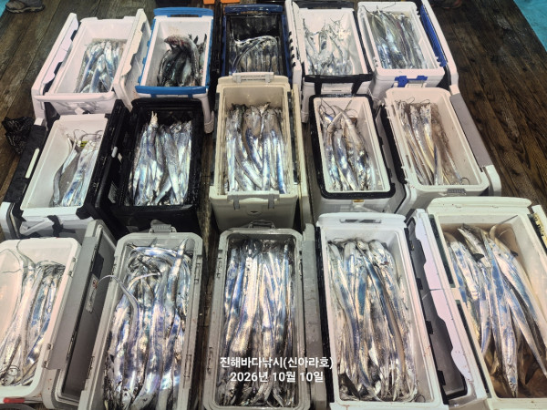 신아라호 한치 칼치 오징어_사진_20261010_3.jpg
