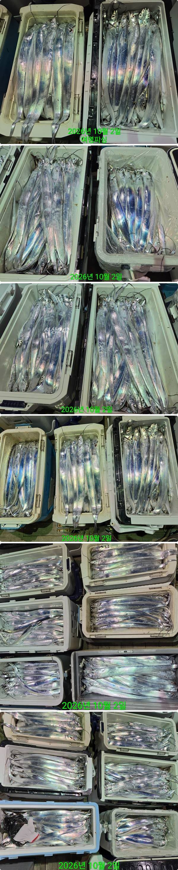 2일갈치하2.jpg