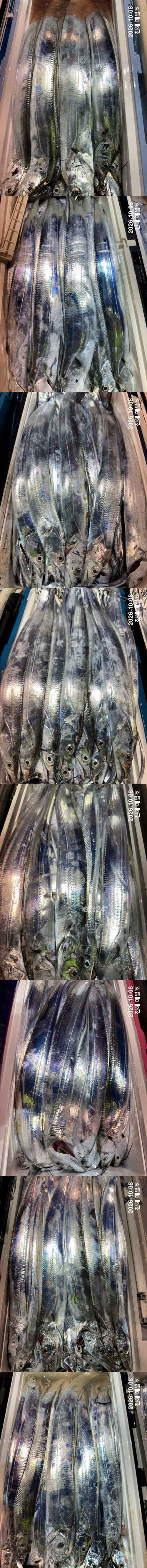 갈치3.jpg