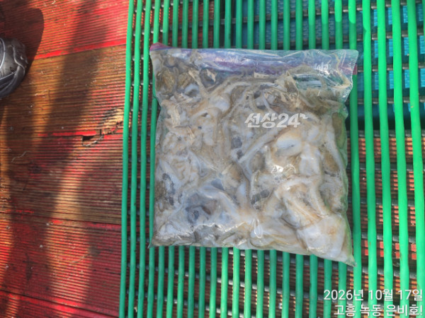 고흥 녹동 은비호!(두족류,돌돔,외수질)_사진_20261018_11.jpg