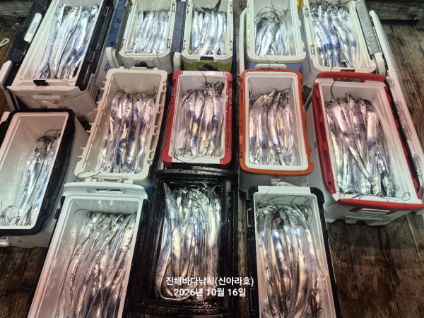 신아라호 한치 칼치 오징어_사진_20261016_14.jpg