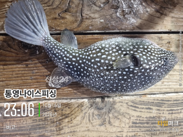 20261016_230632_글꼴-통영나이스피싱.jpg