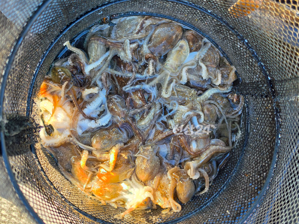 47078.jpg