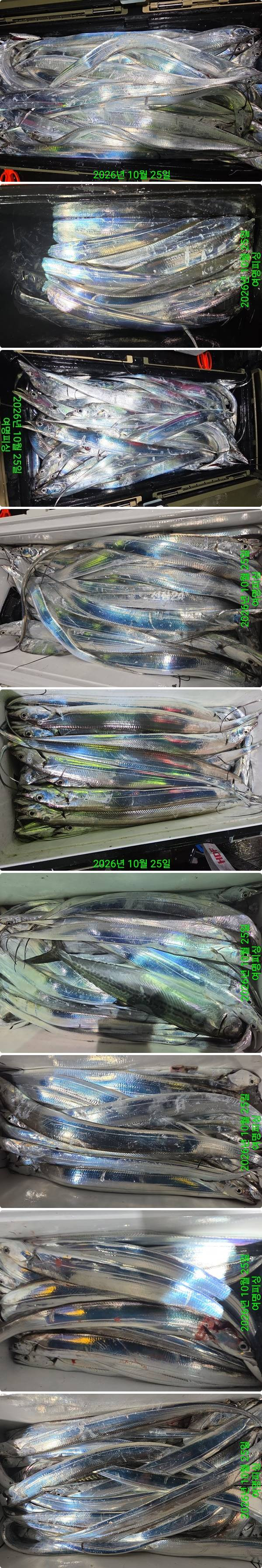 25일갈치중.jpg