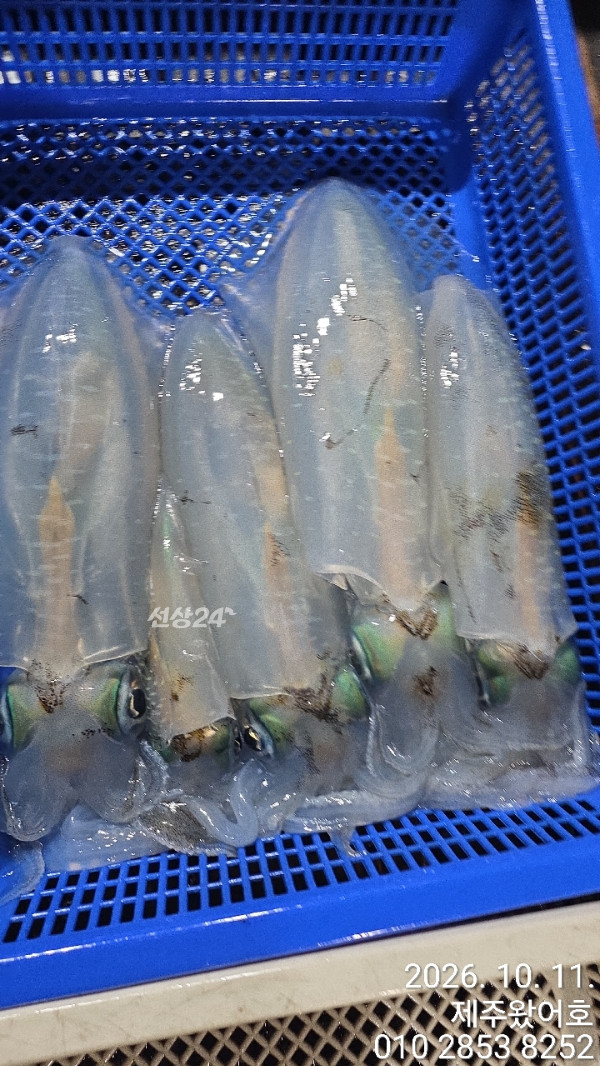 제주왔어호_사진_20261011_7.jpg