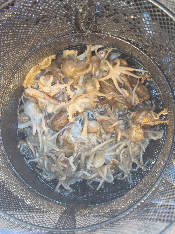 47221.jpg