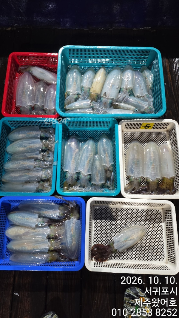 제주왔어호_사진_20261010_1.jpg