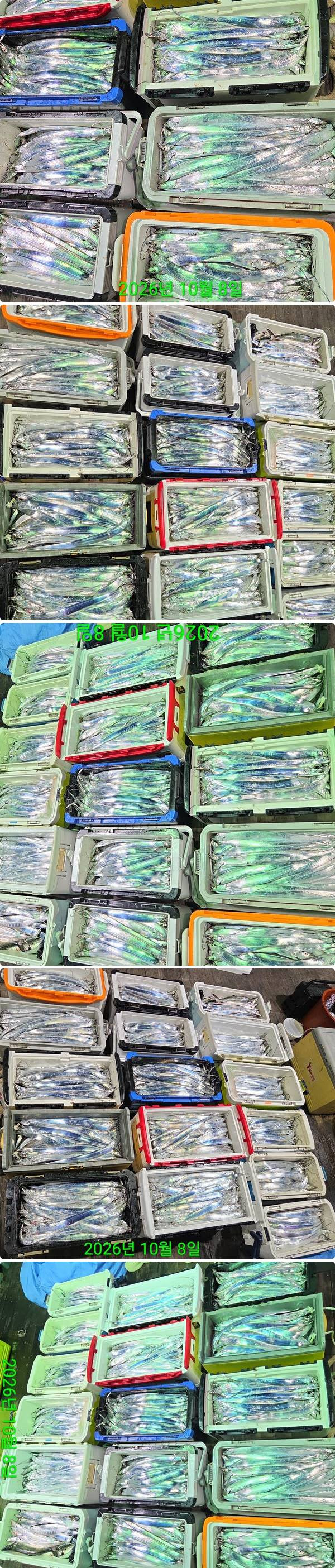 8일갈치하2.jpg