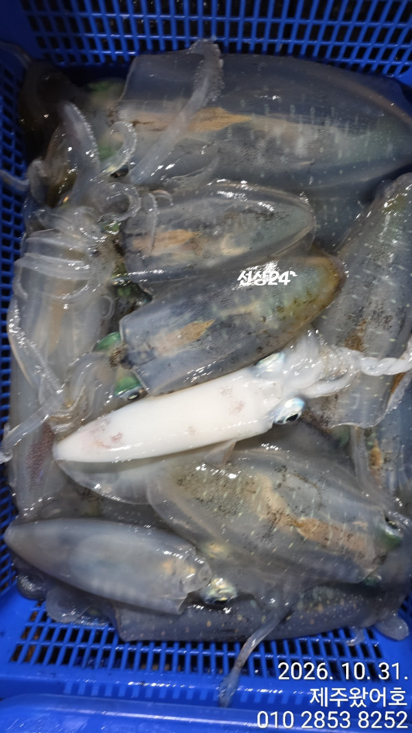 제주왔어호_사진_20261031_6.jpg