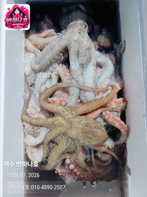 20261007_122038_제목-여수 반하나호_반하나호-010-4890-2507.jpg