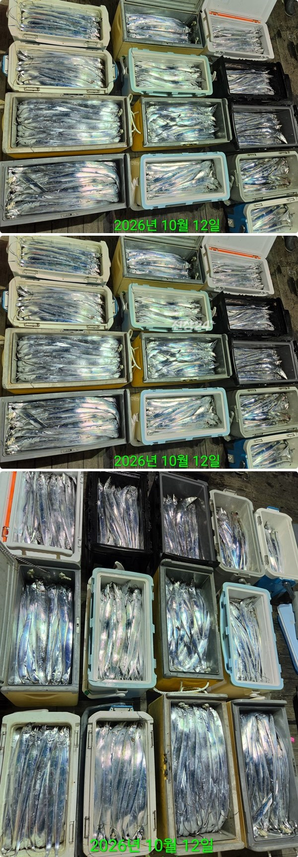 12일갈치하3.jpg