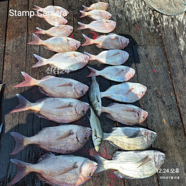 StampCamera20260920122440.jpg