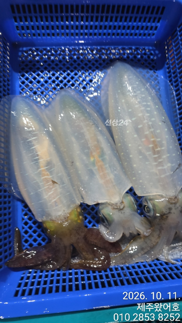 제주왔어호_사진_20261012_7.jpg