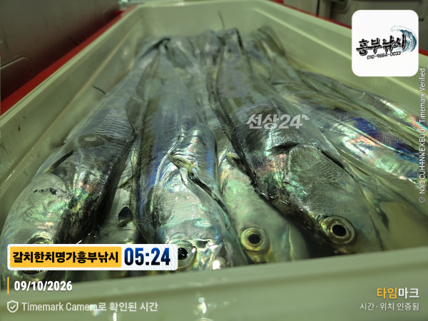 20261009_052430_Japan_제목-갈치한치명가흥부낚시.jpg