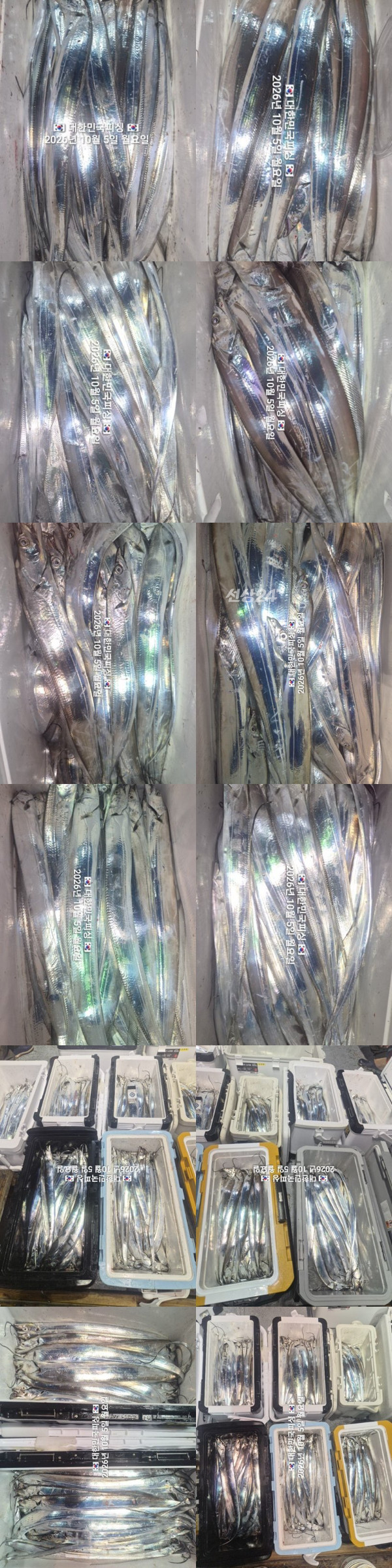 갈치2.jpg