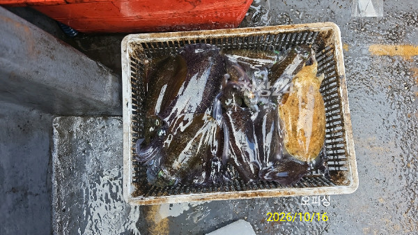 42950.jpg