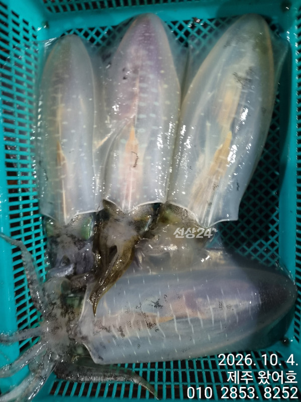 제주왔어호_사진_20261005_11.jpg