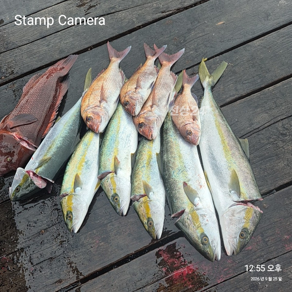 StampCamera20260925125531.jpg