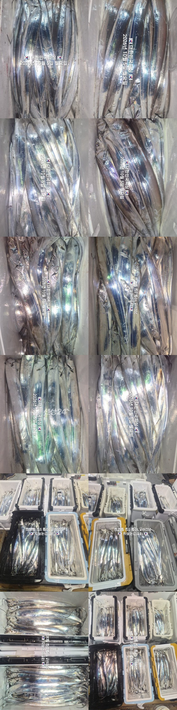 갈치2.jpg